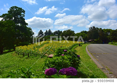 ヒマワリの花 93039408