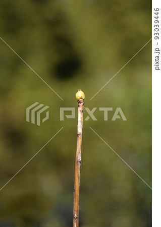 Red-vein enkianthus 93039446