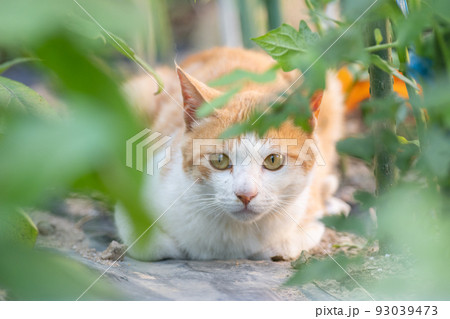 見つめる猫 茶トラ白 見つめる猫 茶トラ白 93039473