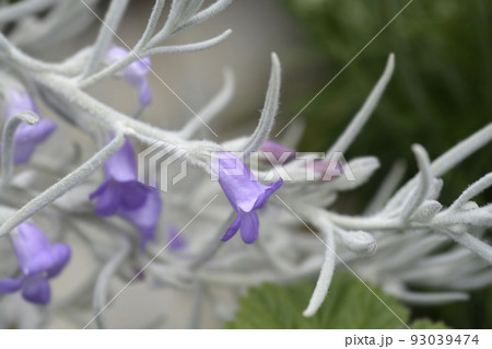 Silky eremophila Silky eremophila 93039474