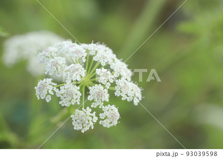 ミヤマトウキ 93039598