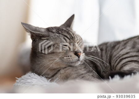 眠る猫　サバトラ猫 93039635