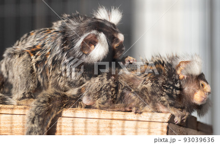 可愛い二匹のサル 93039636