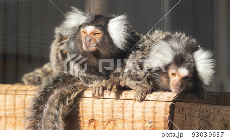 可愛い二匹のサル 93039637