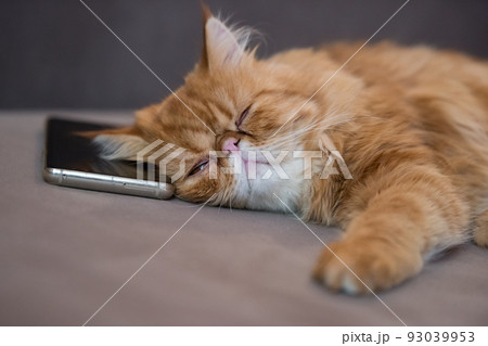 Sleeping red cat lying over a smartphone on a gray plaid 93039953