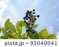 ブルーベリー 93040041
