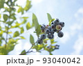 ブルーベリー 93040042
