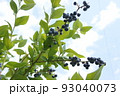 ブルーベリー 93040073