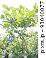 ブルーベリー 93040077