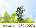 ブルーベリー 93040078