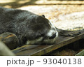 カワウソ 93040138
