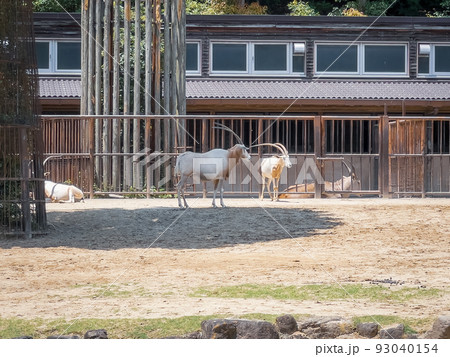 シロオリックス＠愛媛県立とべ動物園 93040154