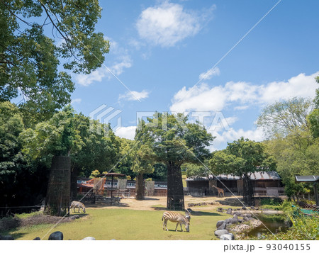 シマウマ@愛媛県立とべ動物園 シマウマ@愛媛県立とべ動物園 93040155