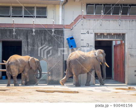 アフリカゾウ＠愛媛県立とべ動物園 93040156