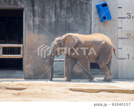 アフリカゾウ@愛媛県立とべ動物園 アフリカゾウ@愛媛県立とべ動物園 93040157