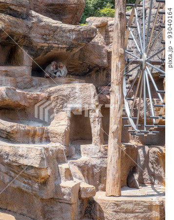 ニホンザル＠愛媛県立とべ動物園 93040164