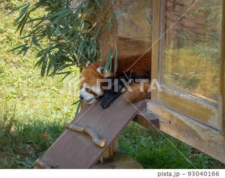レッサーパンダ＠愛媛県立とべ動物園 93040166