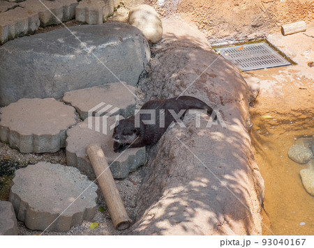 コツメカワウソ@愛媛県立とべ動物園 コツメカワウソ@愛媛県立とべ動物園 93040167