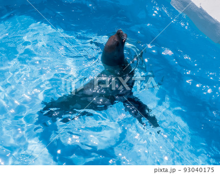 カリフォルニアアシカ＠愛媛県立とべ動物園 93040175