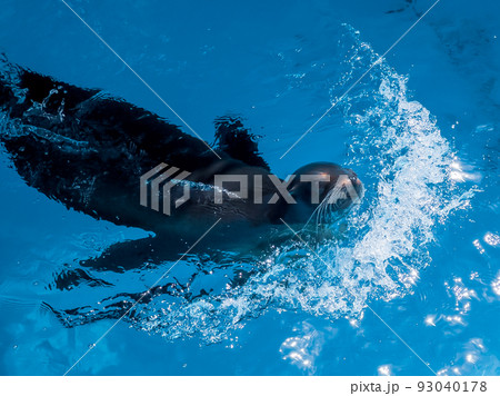 カリフォルニアアシカ＠愛媛県立とべ動物園 93040178