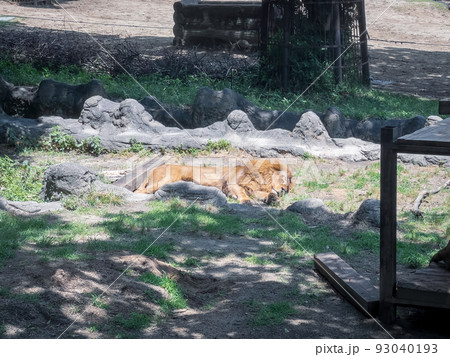ライオン@愛媛県立とべ動物園 ライオン@愛媛県立とべ動物園 93040193