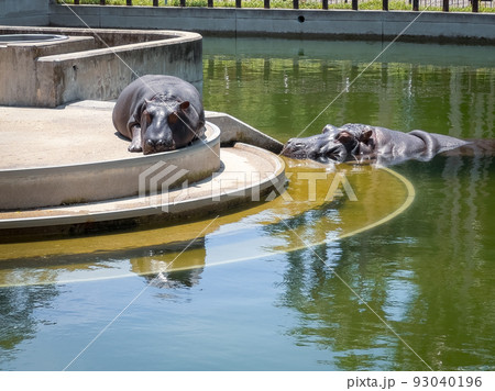 カバ@愛媛県立とべ動物園 カバ@愛媛県立とべ動物園 93040196