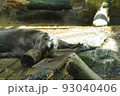 カワウソ 93040406