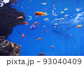 水族館 93040409