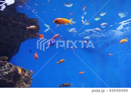 水族館 93040409