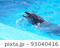 イルカ 93040416