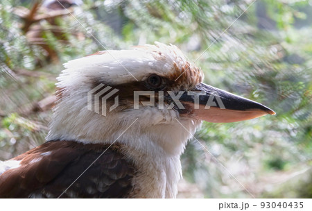 Portrait of Laughing Kookaburra, selective focus Portrait of Laughing Kookaburra, selective focus 93040435