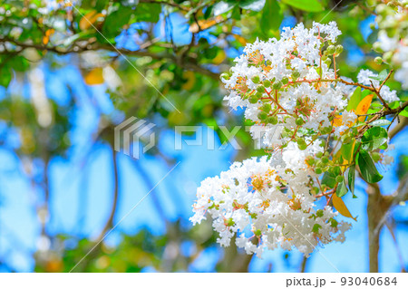 白い百日紅の花 93040684