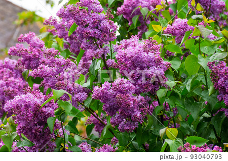 purple lilac shrub blossoms in spring. Beautiful floral nature wallpaper in the green garden purple lilac shrub blossoms in spring. Beautiful floral nature wallpaper in the green garden 93040793