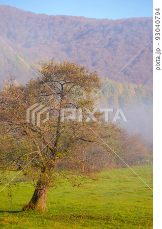 foggy carpathian landscape in morning light. autumnal nature scenery at sunrise. trees behind the grassy pasture in mist. mysterious countryside adventures foggy carpathian landscape in morning light. autumnal nature scenery at sunrise. trees behind the grassy pasture in mist. mysterious countryside adventures 93040794