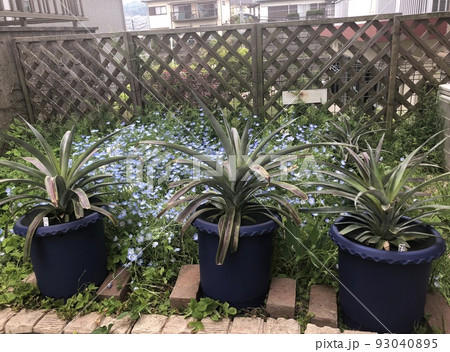 パイナップル再生栽培6 93040895