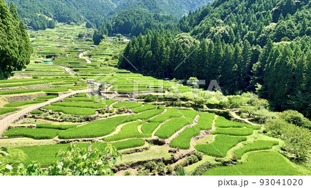 鞍掛山の緑に映える棚田の青田［四谷千枚田/愛知県新城市］ 93041020