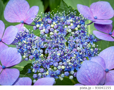 梅雨の栗林公園(6月中旬・アジサイ) 梅雨の栗林公園(6月中旬・アジサイ) 93041155