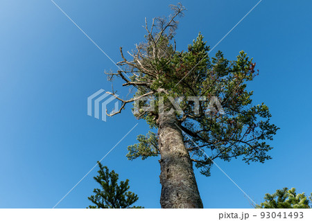 夏の朝の高原の木立 93041493