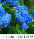 紫陽花 93041972