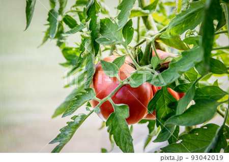 Tomatoes plant on branch in greenhouse in foreground Tomatoes plant on branch in greenhouse in foreground 93042019
