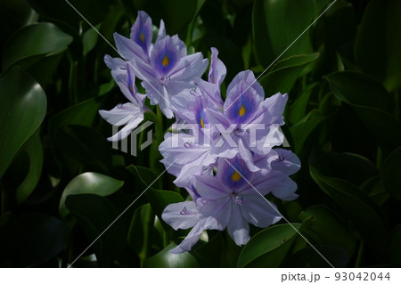 ホテイアオイ 93042044