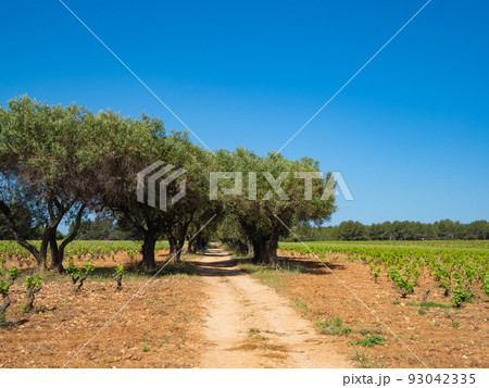 La Cadiere d'Azur, France - May 17th 2022: An alley of olive trees in a vineyard 93042335