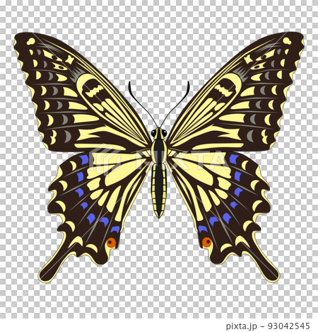 Swallowtail Swallowtail 93042545