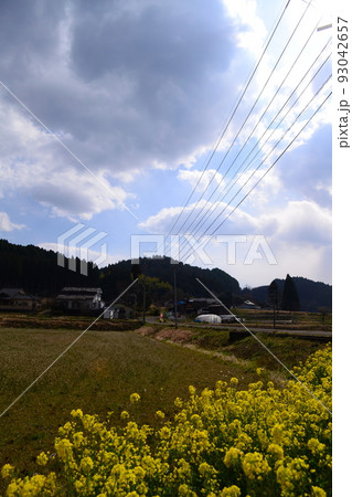 黄色い花と畑と山。のどかな光に包まれる。 93042657