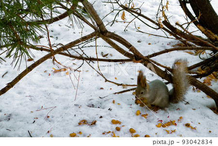 A squirrel sits in the snow near a tree in winter and gnaws a peanut 93042834