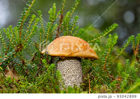 Edible orange-cap mushroom growing in green moss. Leccinum aurantiacum Harvesting mushrooms in forest. edible mushrooms in northern forests of europe. Edible orange-cap mushroom growing in green moss. Leccinum aurantiacum Harvesting mushrooms in forest. edible mushrooms in northern forests of europe. 93042899