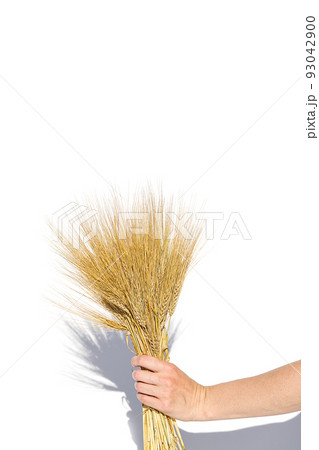 woman hand hold wheat ears isolated on the white background with copy space. 93042900