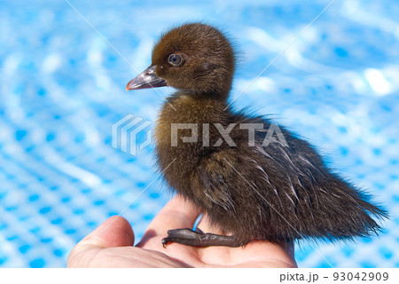 Yellow small cute duckling in swimming pool. Duckling swimming in crystal clear blue water sunny summer day. Yellow small cute duckling in swimming pool. Duckling swimming in crystal clear blue water sunny summer day. 93042909