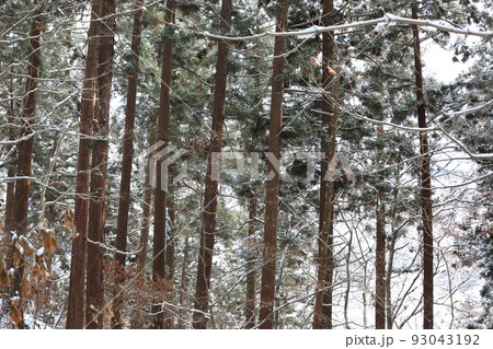 冬の林 93043192
