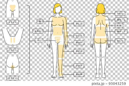 女性の脱毛イラスト　全身とVIO 93043259